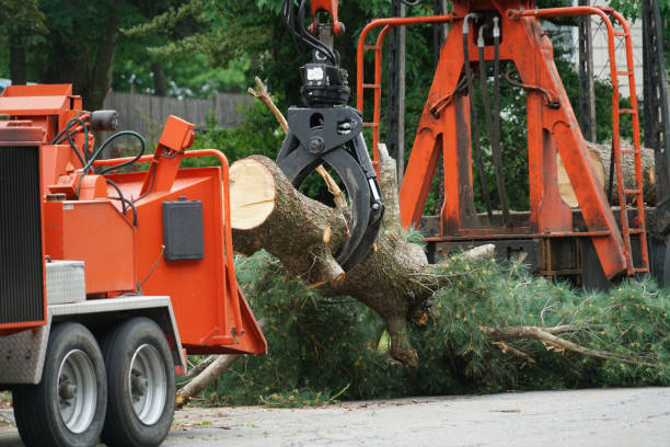 How Our Tree Care Process Works  in Grant, AL